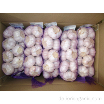 Gemeiner Knoblauch Regular Hybrid Normaler weißer Knoblauch 5.5cm